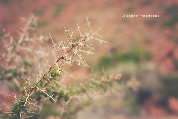 ©La Boheme Photographie - Seance engagement dans le desert - La mariee aux pieds nus