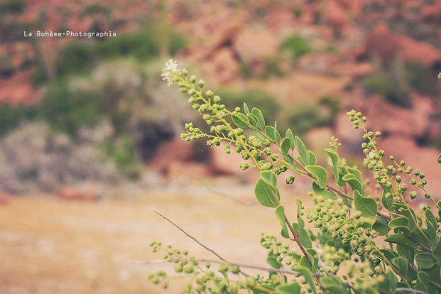 ©La Boheme Photographie - Seance engagement dans le desert - La mariee aux pieds nus