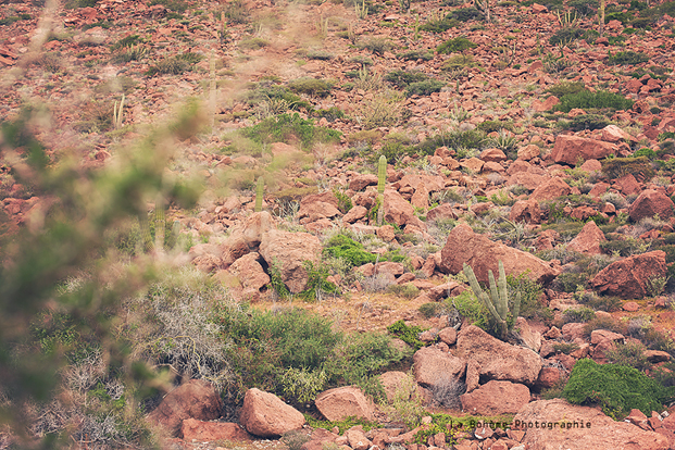 ©La Boheme Photographie - Seance engagement dans le desert - La mariee aux pieds nus