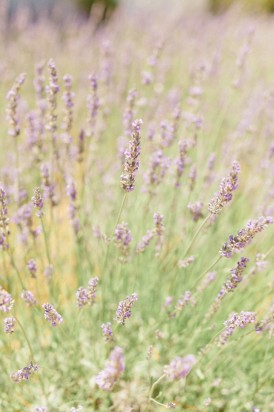 ©Xavier Navarro - mariage en Provence - La mariee aux pieds nus