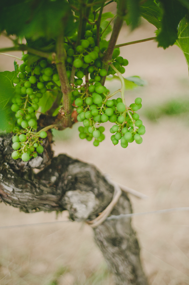 Credits photos MarionhPhotography - Seance engagement St Emilion - La mariée aux pieds nus
