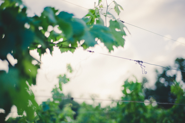 Credits photos MarionhPhotography - Seance engagement St Emilion - La mariée aux pieds nus