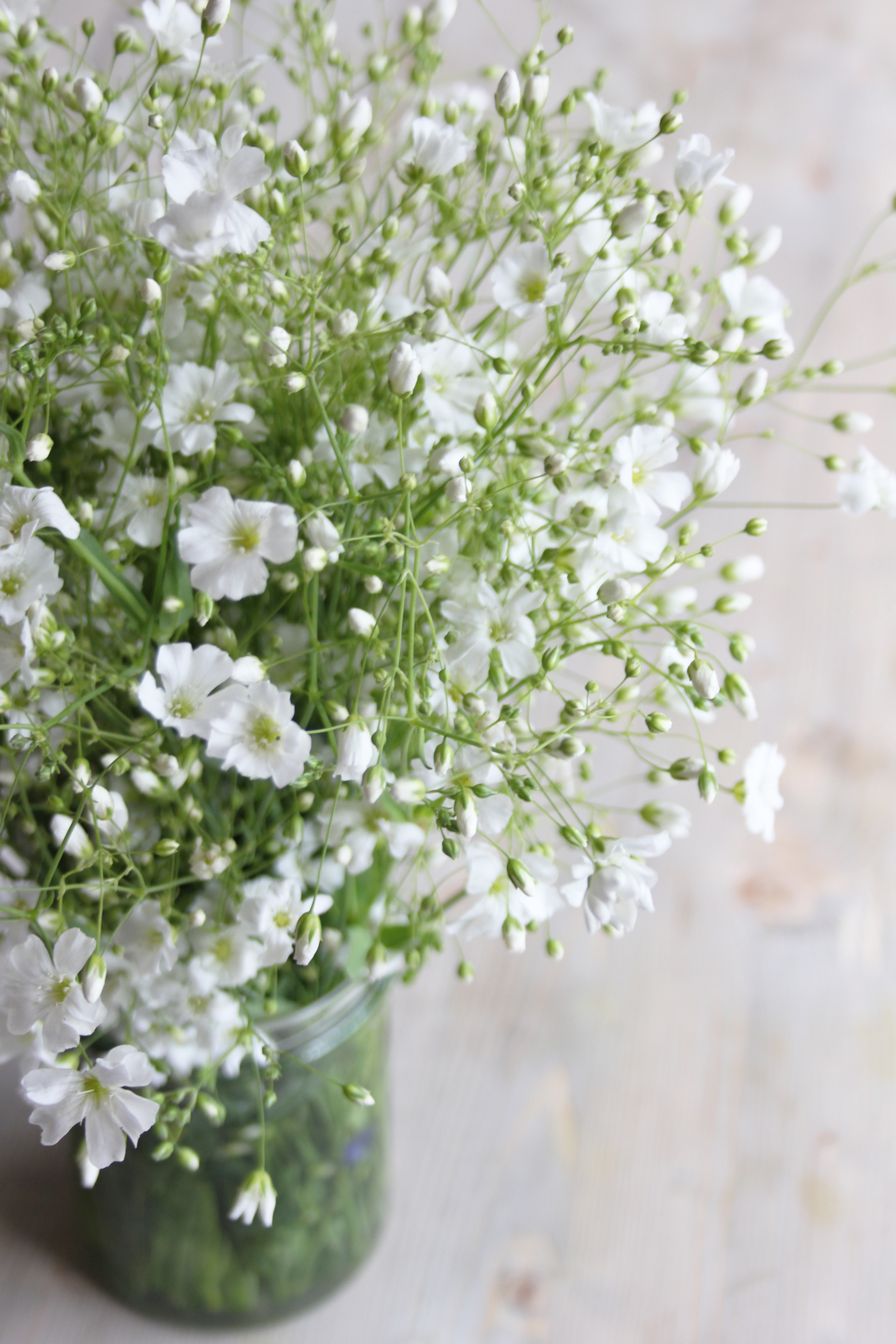 Fleurs Gypsophile