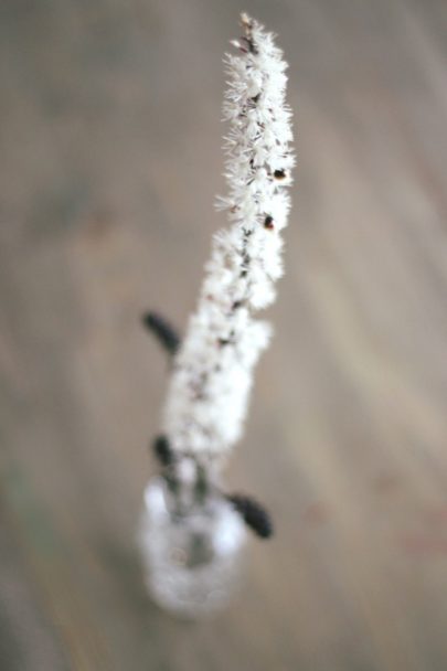 Actaea