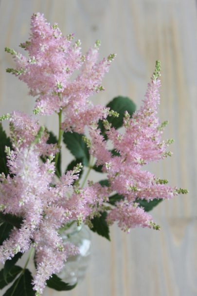 Astilbe