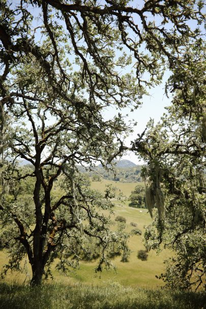 Un mariage végétal au coeur de la Californie - La mariée aux pieds nus