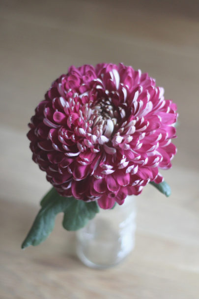 Chrysanthème