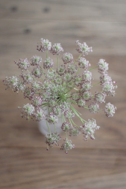 Daucus