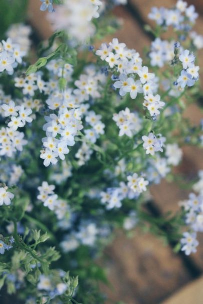 Myosotis