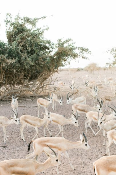 A la découverte de l'île de Sir Bani Yas à Abu Dhabi - La mariee aux pieds nus - Photo : Laila Riad