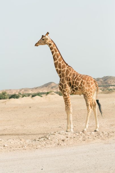 A la découverte de l'île de Sir Bani Yas à Abu Dhabi - La mariee aux pieds nus - Photo : Laila Riad