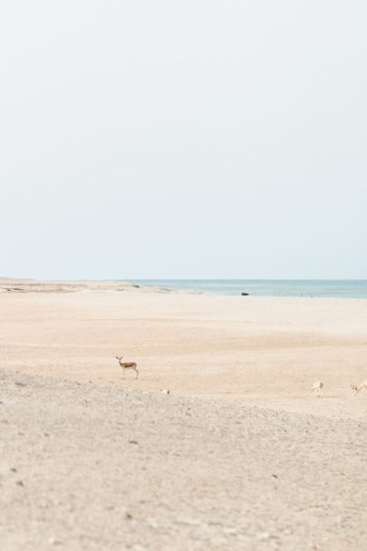 A la découverte de l'île de Sir Bani Yas à Abu Dhabi - La mariee aux pieds nus - Photo : Laila Riad