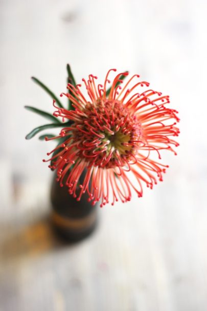 Leucospermum