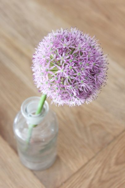 Allium