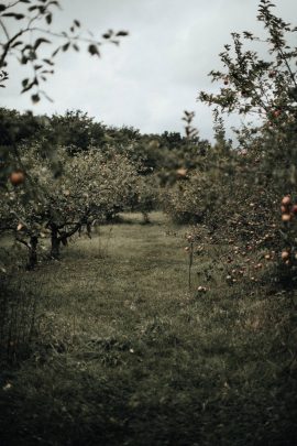 Un mariage champêtre en Alsace - Photos : Steven Bassilieaux - Blog mariage : La mariée aux pieds nus