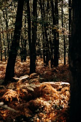 Un mariage intime en pleine forêt au Domaine de La Roche Couloir - Photos : Mélody Barabé - Blog mariage : La mariée aux pieds nus