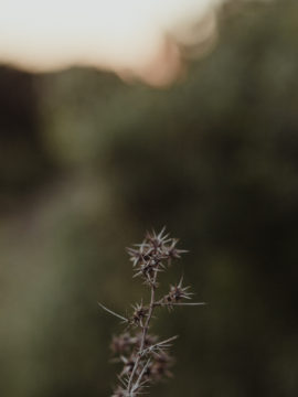 Une séance engagement en Afrique du Sud - A découvrir sur le blog mariage www.lamarieeauxpiedsnus.com - Photographes : Capyture